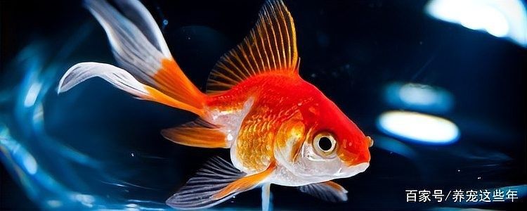 龍魚死亡后需要全部換水嗎？