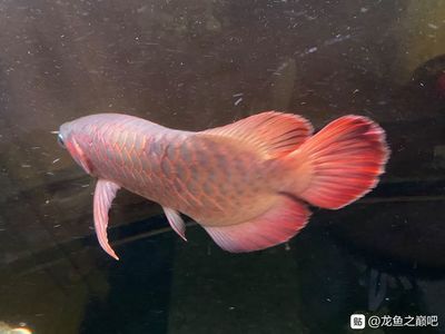 龍魚(yú)撞魚(yú)缸怎么回事啊：如何判斷龍魚(yú)受驚，龍魚(yú)適宜的水溫范圍，防止龍魚(yú)撞缸的技巧