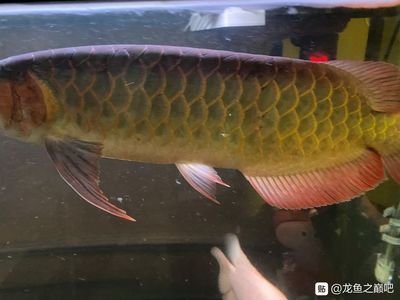 龍魚撞魚缸怎么回事啊：如何判斷龍魚受驚，龍魚適宜的水溫范圍，防止龍魚撞缸的技巧
