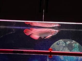金龍紅龍魚苗怎么區分公母：金龍魚和紅龍魚公母的區別