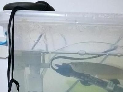 買紅龍魚的日記三年級作文300字左右：買紅龍魚的日記