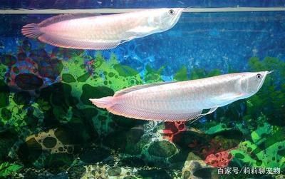 紅龍魚的生活環(huán)境需要考慮到魚缸顏色和布置、光照條件：紅龍魚的生活環(huán)境怎么樣