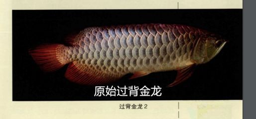 龍魚吃什么食物：成年龍魚日常喂食指南,龍魚人工馴餌技巧分享