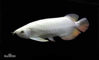龍魚吃什么食物：成年龍魚日常喂食指南,龍魚人工馴餌技巧分享