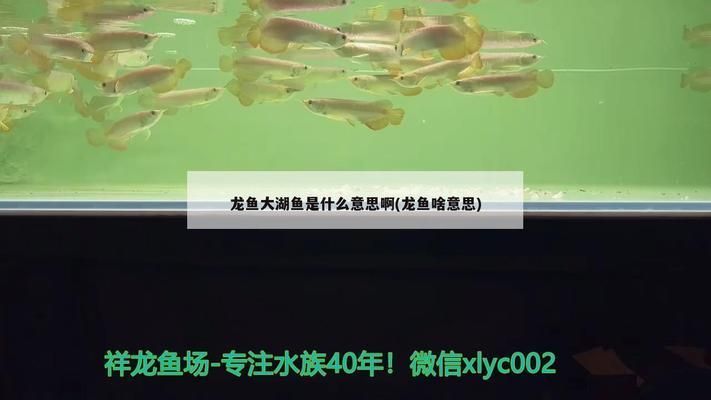龍魚大湖魚，大湖魚養殖技術揭秘