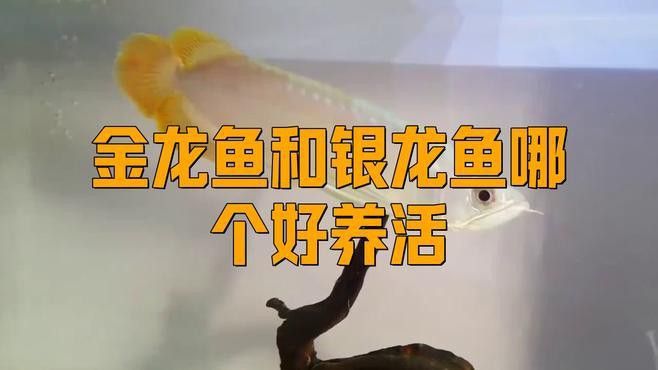 金龍魚與銀龍魚哪個好養 金龍魚與銀龍魚哪個好養 龍魚百科 第2張