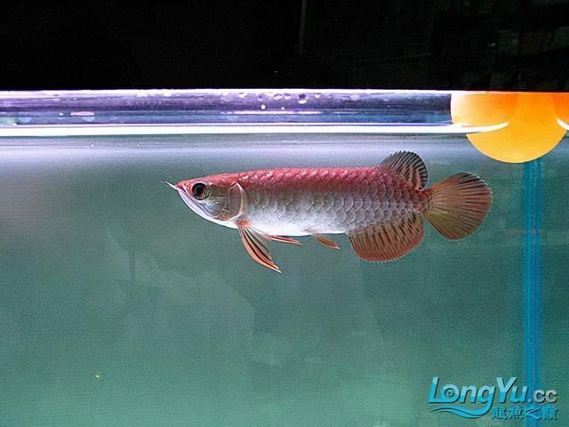 過(guò)背金龍魚(yú)和高背金龍魚(yú)哪個(gè)好看些：過(guò)背金龍魚(yú)和高背金龍魚(yú)哪個(gè)好看過(guò)背金龍魚(yú)哪個(gè)好看