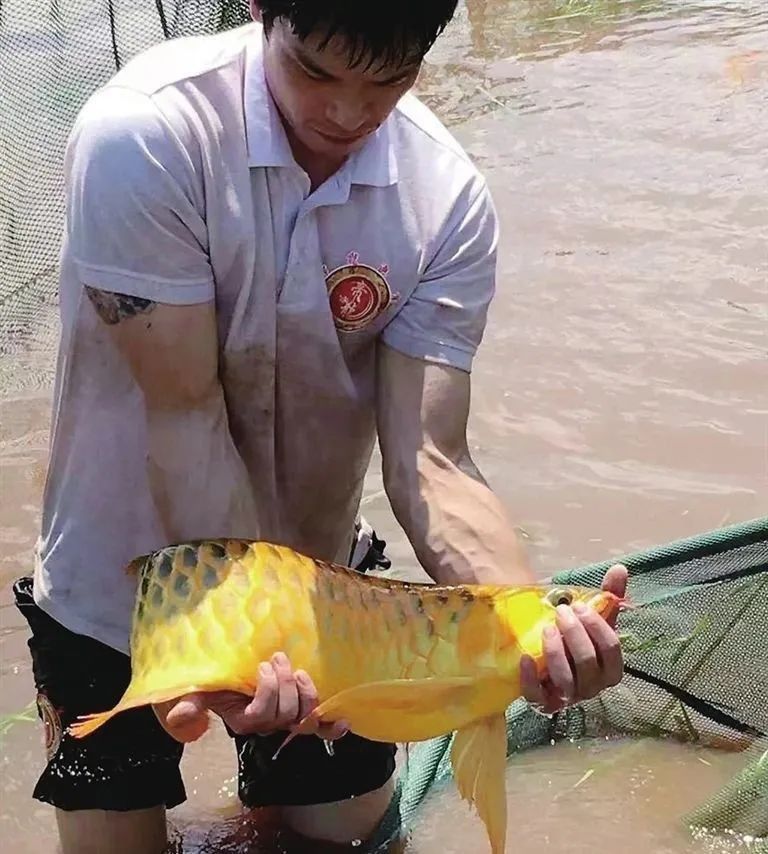 太原個(gè)人轉(zhuǎn)讓紅龍魚店鋪