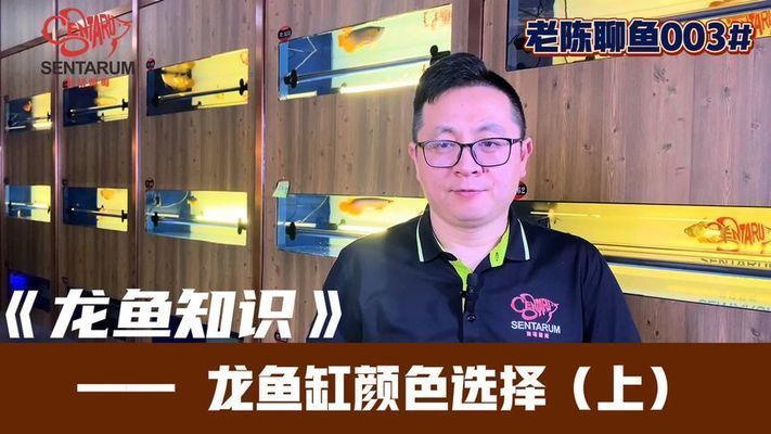 龍魚缸什么底色好看圖片：如何根據(jù)季節(jié)調(diào)整龍魚缸底色