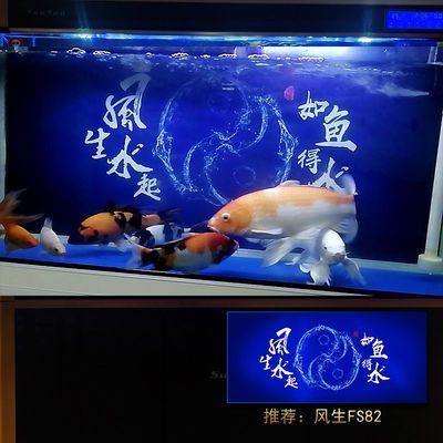紅龍魚缸背景顏色代表什么（如何選擇適合紅龍魚的背景顏色）