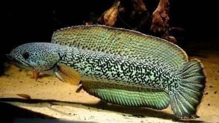 龍魚的發(fā)源地在哪里：亞馬遜河龍魚的發(fā)源地主要分布在以下幾個地區(qū)的地區(qū)