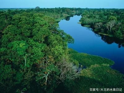 龍魚的發(fā)源地在哪里：亞馬遜河龍魚的發(fā)源地主要分布在以下幾個地區(qū)的地區(qū)