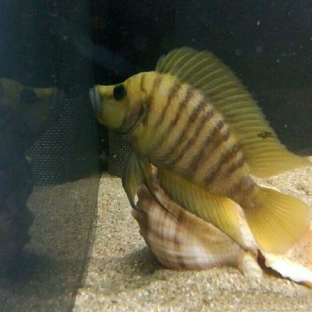金老虎魚一般多大