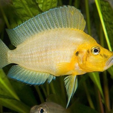 金老虎魚一般多大