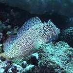 金老虎魚一般多大