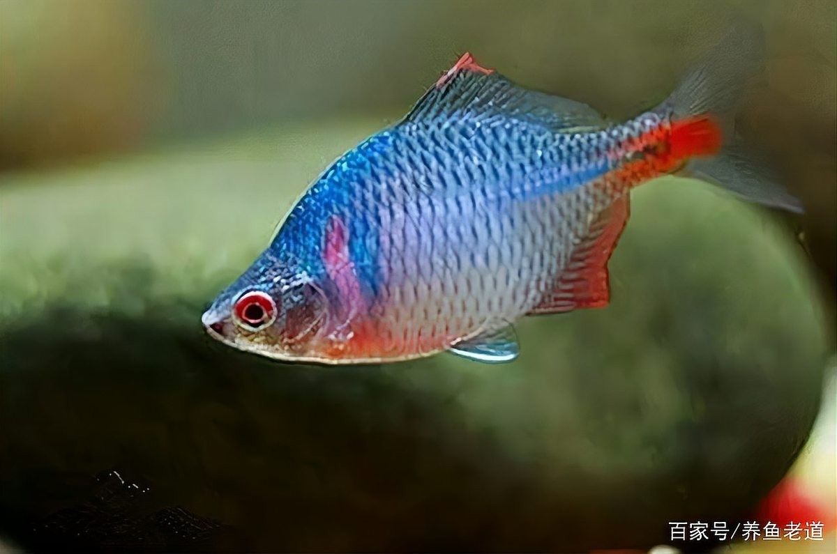 銀龍魚全身發白是什么原因造成的圖片