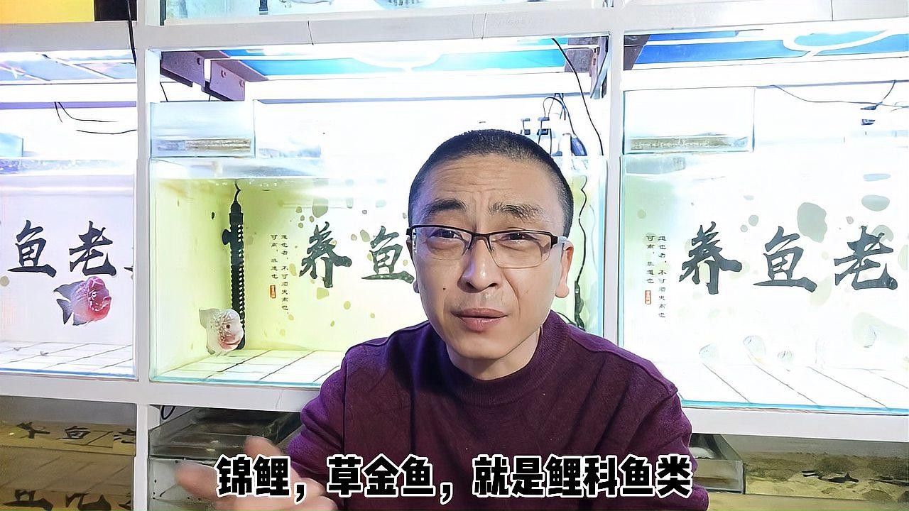 銀龍魚全身發白是什么原因造成的圖片