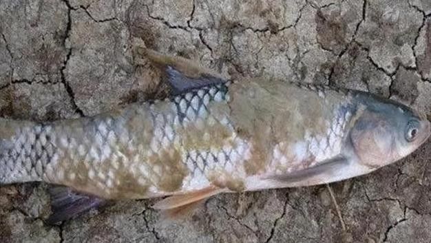 銀龍魚全身發白是什么原因造成的圖片
