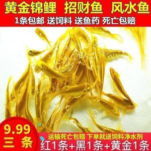 家里10年的龍魚突然死亡寓意【風(fēng)水學(xué)中的龍魚突然死亡的寓意在風(fēng)水學(xué)中的說法并沒有科學(xué)依據(jù)】
