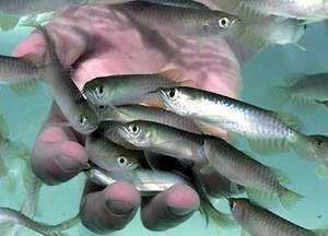 龍魚魚缸怎么清理：龍魚魚缸水質(zhì)檢測方法