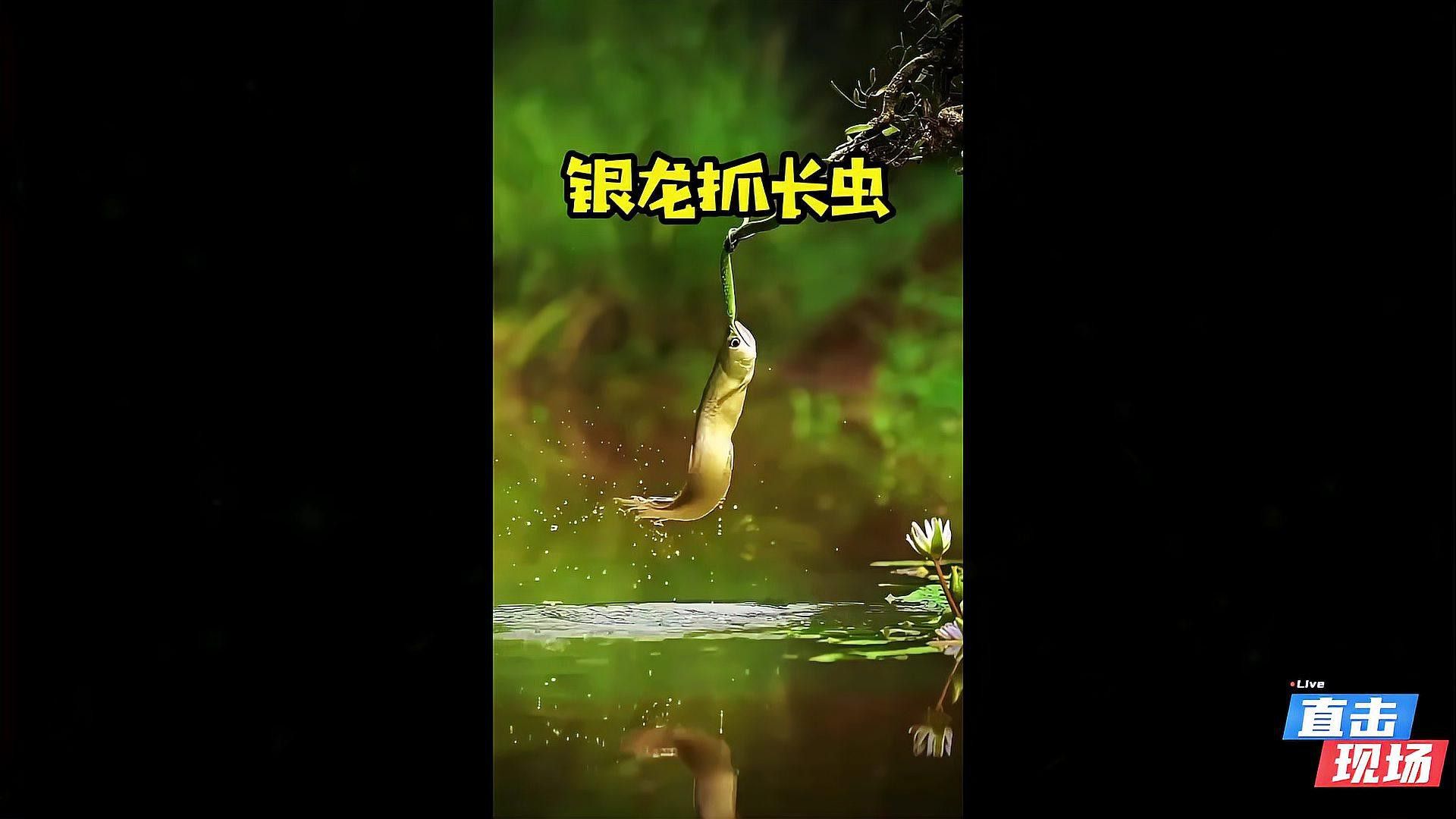炫彩銀龍魚