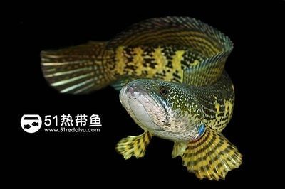常見雷龍魚品種：常見的雷龍魚品種