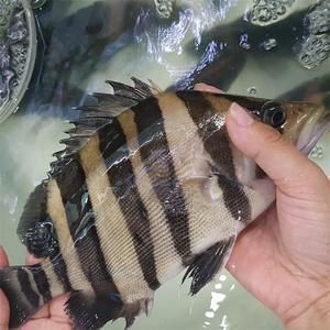 印尼龍魚大掉價（關于印尼龍魚價格變動的分析：印尼龍魚價格變動的分析）