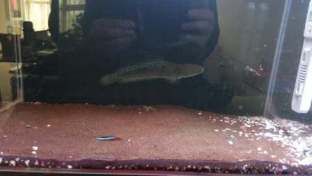 印尼龍魚大掉價（關于印尼龍魚價格變動的分析：印尼龍魚價格變動的分析）
