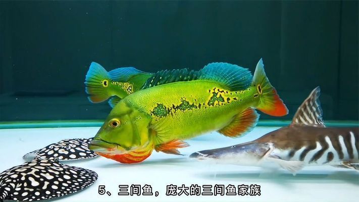 銀板魚苗混養的最佳搭配：銀板魚混養對水質要求