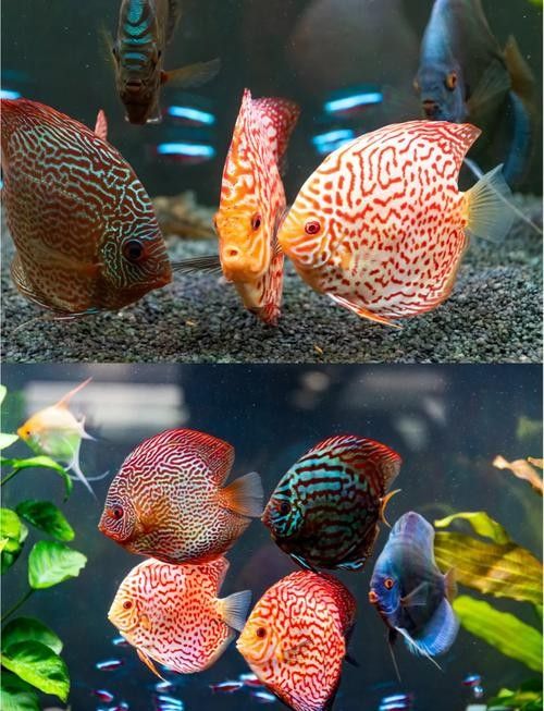 龍魚和彩燕能混養嗎圖片