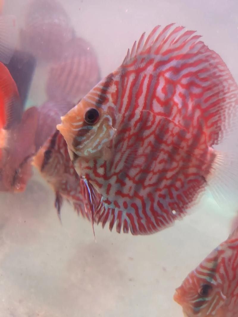 龍魚和彩燕能混養嗎圖片