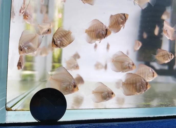 龍魚和彩燕能混養嗎圖片