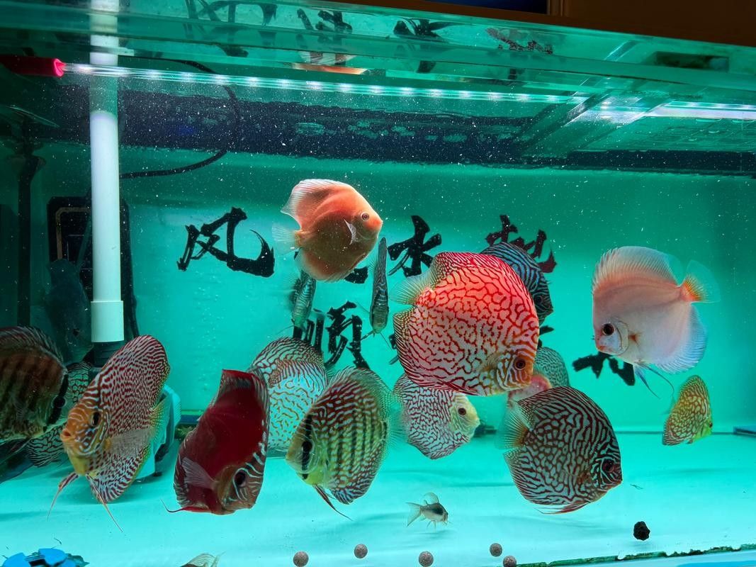 龍魚和彩燕能混養嗎圖片