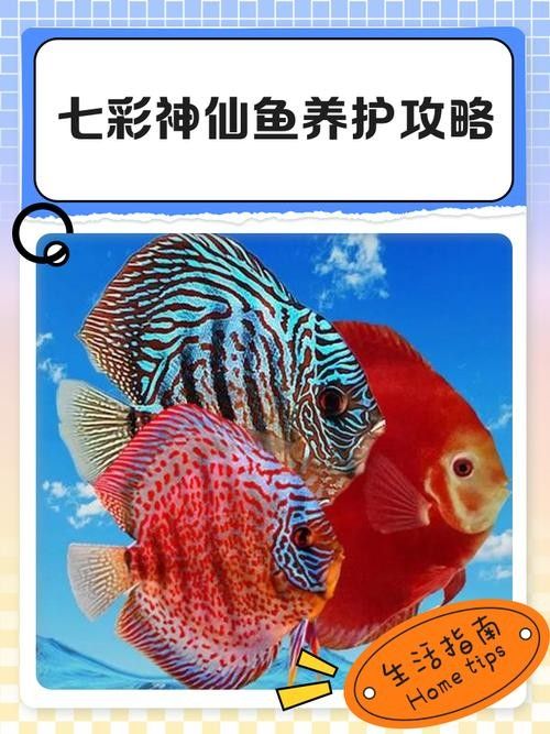 龍魚和彩燕能混養嗎圖片
