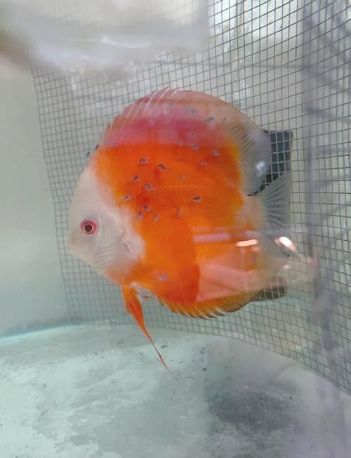 龍魚和彩燕能混養嗎圖片