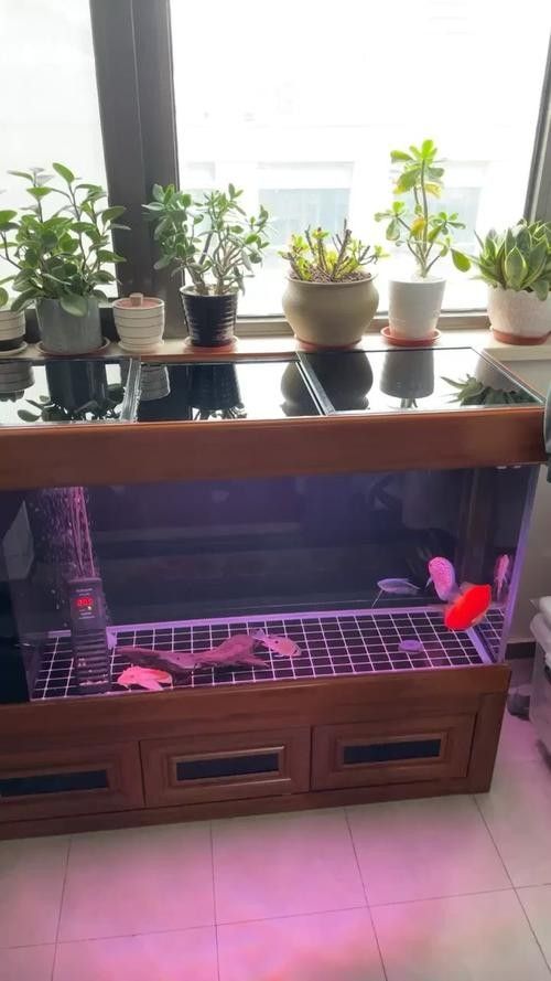 龍魚和彩燕能混養嗎圖片