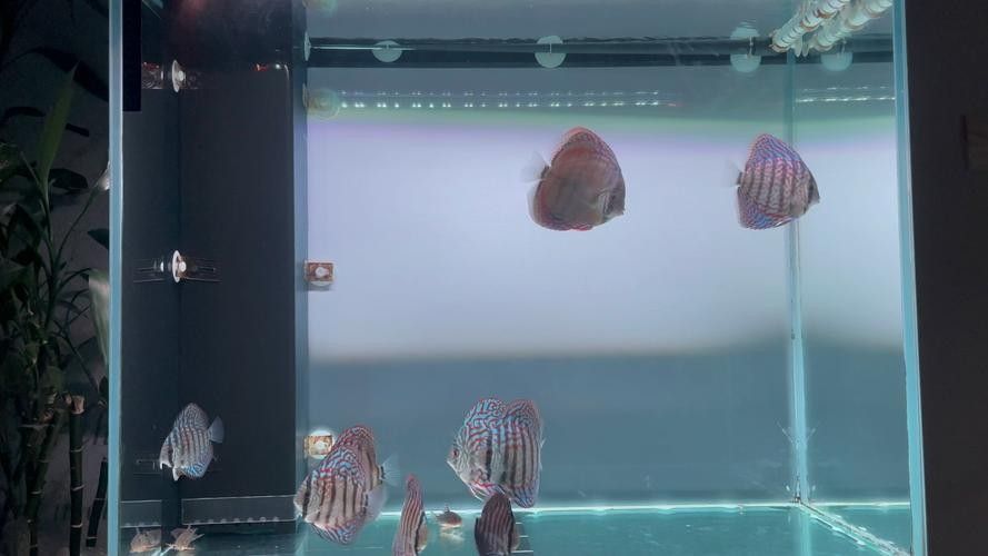 龍魚和彩燕能混養嗎圖片