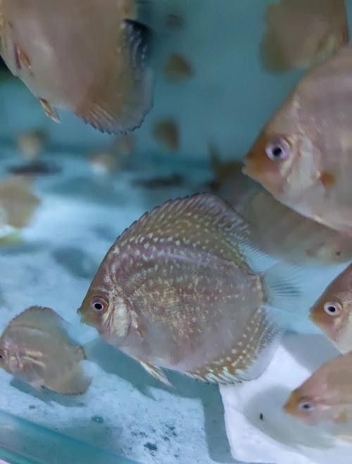 龍魚和彩燕能混養嗎圖片