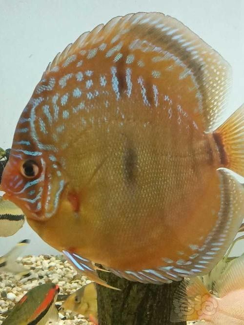 龍魚和彩燕能混養嗎圖片