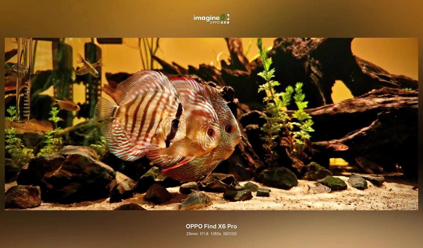 龍魚和彩燕能混養嗎圖片