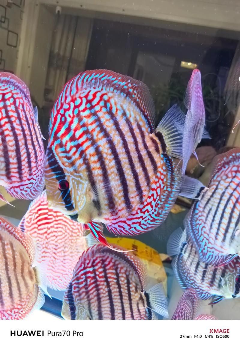 龍魚和彩燕能混養嗎圖片