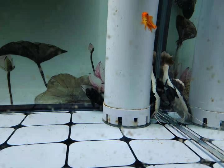 龍魚和彩燕能混養嗎圖片