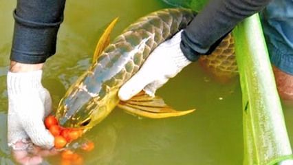 金龍魚抱卵：金龍魚在自然環(huán)境中會(huì)選擇合適的條件下產(chǎn)卵，金龍魚產(chǎn)卵有什么表現(xiàn)