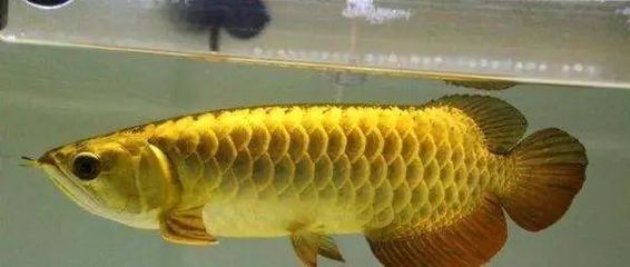 金龍魚抱卵：金龍魚在自然環(huán)境中會(huì)選擇合適的條件下產(chǎn)卵，金龍魚產(chǎn)卵有什么表現(xiàn)