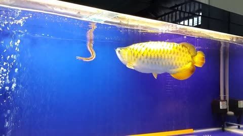 金龍魚抱卵：金龍魚在自然環(huán)境中會(huì)選擇合適的條件下產(chǎn)卵，金龍魚產(chǎn)卵有什么表現(xiàn)