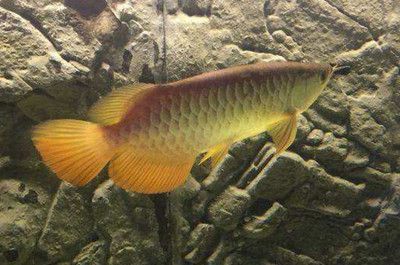 金龍魚爬缸：金龍魚趴缸底是咋回事