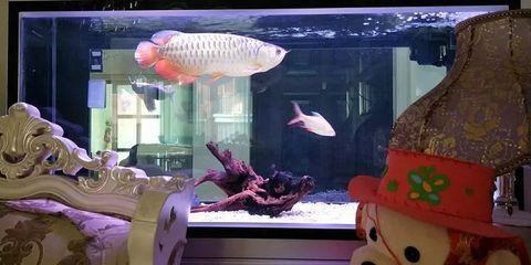 金龍魚爬缸：金龍魚趴缸底是咋回事