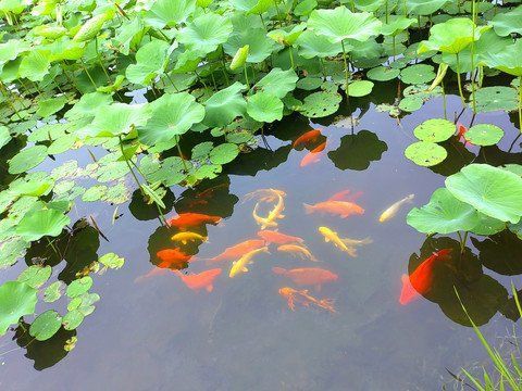 錦鯉昵圖網