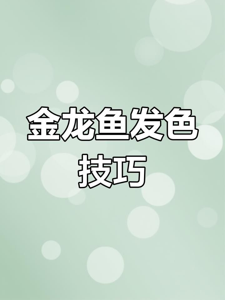 發色期間金龍魚多久喂一次？