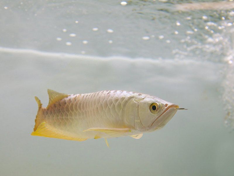金龍魚能吃蜈蚣嗎？